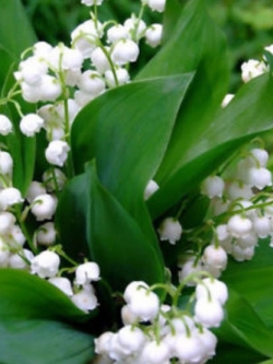 กล้วยไม้ระฆัง (Bell Orchid) สีขาว / 100 เม็ด