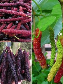 เมล็ดมัลเบอรี่ (Mulberry) ลูกยาว / 100 เม็ด (นอก)