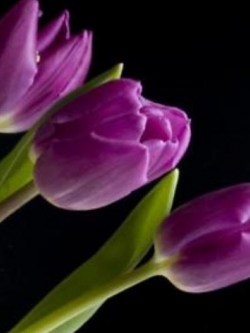 ทิวลิป สีม่วง / 100 เม็ด