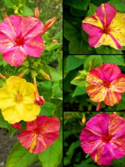 บานเย็น (Marvel of Peru) คละสี / 45 เม็ด (UK)