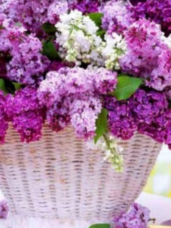 เฟร้นช์ ไลแลค (French Lilac) / 20 เม็ด (UK)