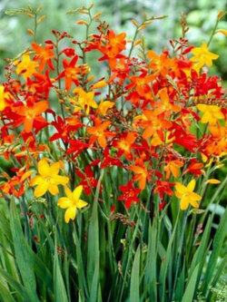 โครคอสเมียร์ (Crocosmia - Lucifer) คละ / 15 เม็ด (UK)
