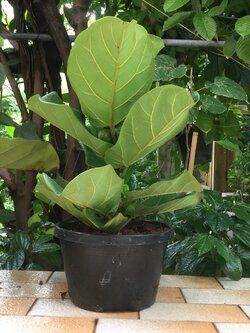 ต้นไทรใบสัก กระถาง สูง 40-50 ซ.ม. / ต้น