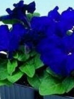 พิทูเนีย - ลิมโบ้ บลู (Petunia - Limbo Blue) / 50 เม็ด (UK)