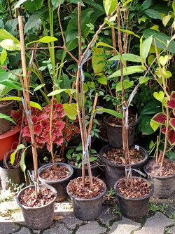 ต้นชมพู่หวานอินโด สูง 55-70 ซ.ม.