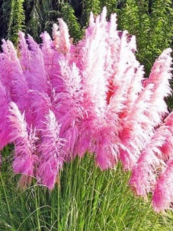 หญ้าภูเขา หรือหญ้าขนนก สีชมพู / 200 เม็ด (UK)*