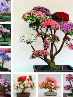 กุหลาบพันปีบอนไซ (Azalea) คละ / 100 เม็ด