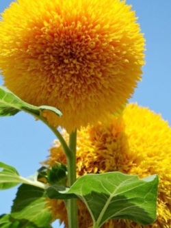 ทานตะวันเท็ดดี้แบร์ (Teddy Bear sunflower) / ซอง 20 เม็ด (A023)