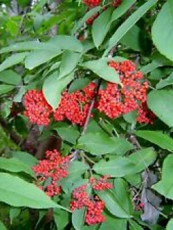 อัลเดอร์เบอรี่แดง (Red Elderberry) / 25 เม็ด (Lithuania)