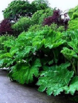 ไจแอนท์ รูห์บาบ (Giant rhubarb) / 10 เม็ด (France)*