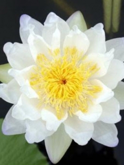 บัวไจกันเตีย (Jigantia) สีขาว / 100 เม็ด