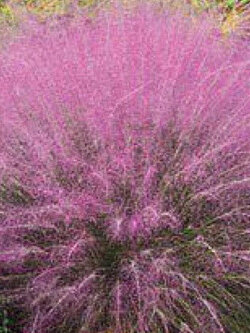 หญ้ามูลี่ สีชมพู (Pink Muhly Grass) / 50 เม็ด (France)*