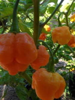 พริก Trinidad Moruga Scorpion เหลือง / 10 เม็ด (Zerbia)