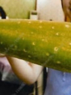 แตงกวาญี่ปุ่นลูกใหญ่-ยาว / 50 เม็ด