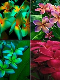 ลีลาวดี (Plumeria) คละ 4 สี / 25 เม็ด (นอก)