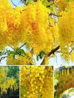 วิสทีเรียต้น (Wisteria tree) สีเหลืองทอง / 10 เม็ด (หายาก)
