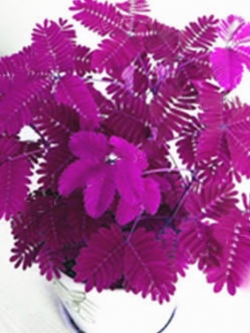 ไมยราบ (Sensitive plant) ใบสีแดง / 15 เม็ด (นอก)