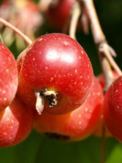 แอปเปิ้ล ไซบีเรียน เชอรี่ (Siberian Cherry Apple) / 8 เม็ด (France)