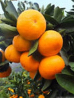 ส้มแมนดาริน (Mandarin orange) / 15 เม็ด