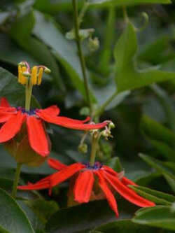 ศรีมาลา (Passion Flower) แดง / 5 เม็ด (Portugal)