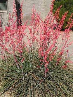 ยุกคา สีแดง (Red Yucca) / 10 เม็ด (นอก)