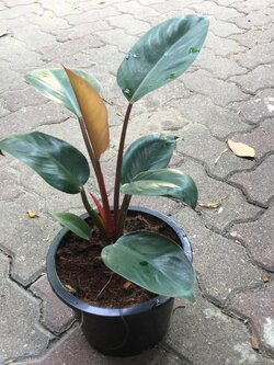 ฟิโล เรด คองโก (Red Congo Philo) กระถาง 8 นิ้ว