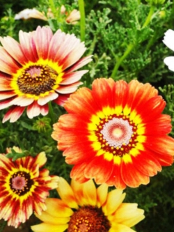 บานชื่น (Zinnia) คละสี / ซอง 50 เม็ด (A018)