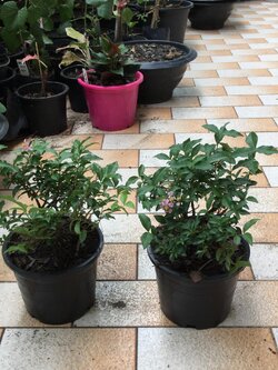 ต้นเชอรี่แคระ กระถาง 6 นิ้ว / ต้น