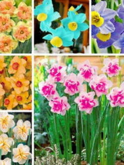 ดารารัตน์ ดูโอ (Daffodil Duo) คละ (B) / 400 เม็ด (China)