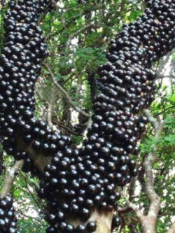 องุ่นบราซิล (Jaboticaba) ผลดำ / 25 เม็ด
