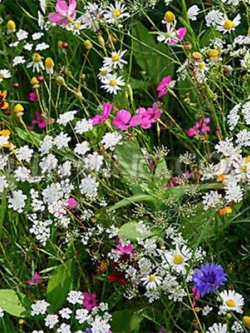 ดอกไม้ป่า คละ (Wildflowers) ทนแล้ง / 200 เม็ด (นอก)