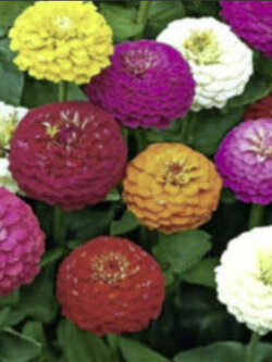 บานชื่น ลิลลี่พุท (Zinnia elegans - Lilliput) คละ แพ็คใหญ่ / 650 เม็ด (UK)*