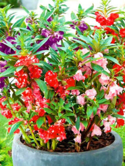 เทียนซ้อน (Garden Balsam) คละ / 20 เม็ด (UK)