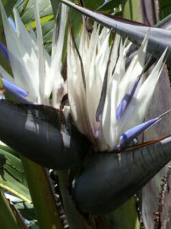 ปักษาสวรรค์ สีขาว (Strelitzia nicolai) / 5 เม็ด (Portugal)*