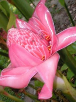 หน่อดาหลา ดอกชมพู / หน่อ