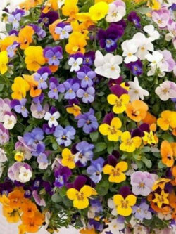 ไวโอลา หรือหน้าแมวจิ๋ว (Viola cornuta Bambini) คละ / 400 เม็ด (UK)