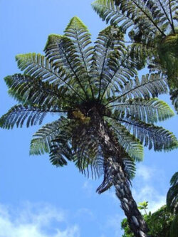 เฟิร์นต้นดำ (Black Tree Fern) / 5 เม็ด (New Zealand)