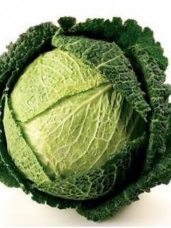 กะหล่ำปลีใบย่น (Italian Savoy Cabbage) / 40 เม็ด (UK)
