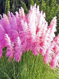 หญ้าภูเขา (Pampas grass) สีชมพู / 200 เม็ด (UK)*