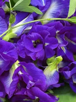 อัญชัน สีม่วง ซ้อน / 30 เม็ด