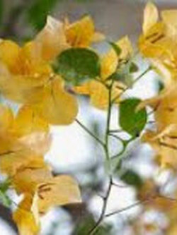 ต้นเฟื่องฟ้า สีเหลือง สูง 30-40 ซ.ม. / ต้น