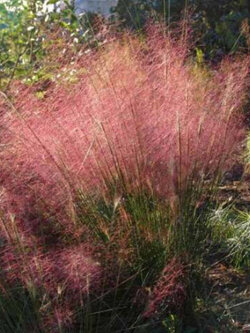 หญ้ามูลี่ชมพู/แดง (Pink/Red Muhly Grass) / 100 เม็ด (Mongolia)