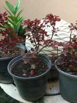 ต้นโพธิ์แดงแคระ กระถาง 3-4 นิ้ว / ต้น