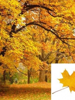 เมเปิ้ล Sugar Maple Syrup หรือ Rock Maple เหลือง / 25 เม็ด