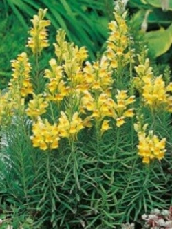 คอมม่อน โทดแฟล็กซ์ (Common Toadflax) / 4,000 เม็ด (UK)