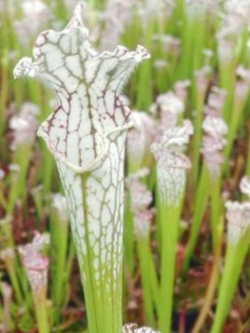 ซาราซีเนีย (Sarracenia) สีขาว-เขียว / 50 เม็ด (หายาก)