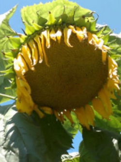 ทานตะวันดอกใหญ่ (Giant Sunflower) / 20 เม็ด (ขายดี)