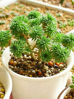 ซีดัม มัลติเซ็ปส์ (Sedum Multiceps) / 100 เม็ด