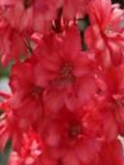 ฮอลลี่ฮ็อค (Hollyhock) สีแดง / 100 เม็ด