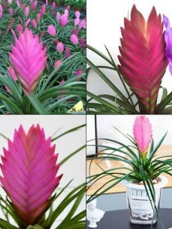 ทิลแลนด์เซีย (Purple Flower Pineapple) สีม่วง / 40 เม็ด